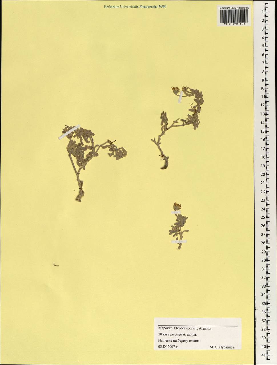 Asteraceae, Африка (AFR) (Марокко)