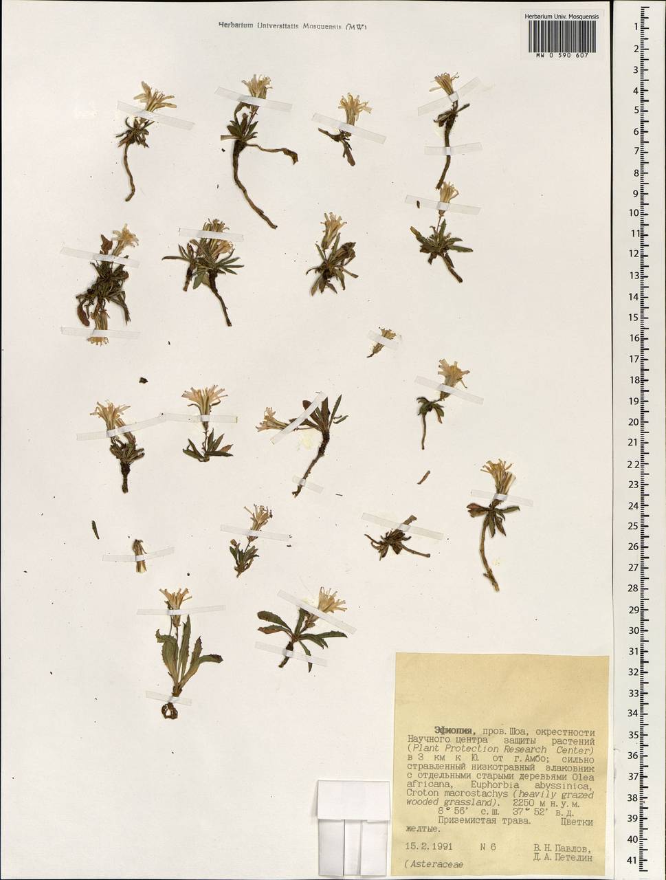 Asteraceae, Африка (AFR) (Эфиопия)