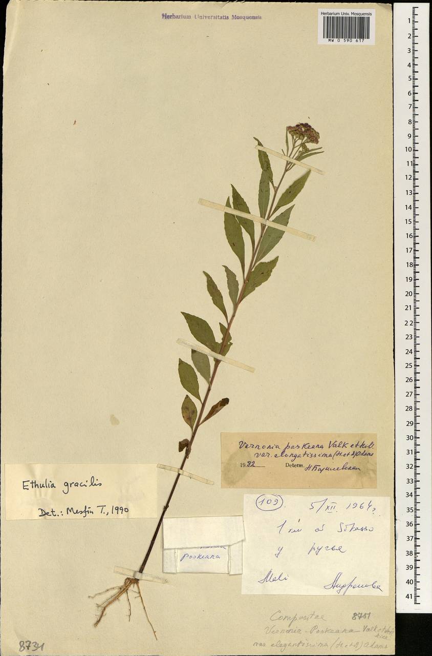 Ethulia gracilis Delile, Африка (AFR) (Мали)