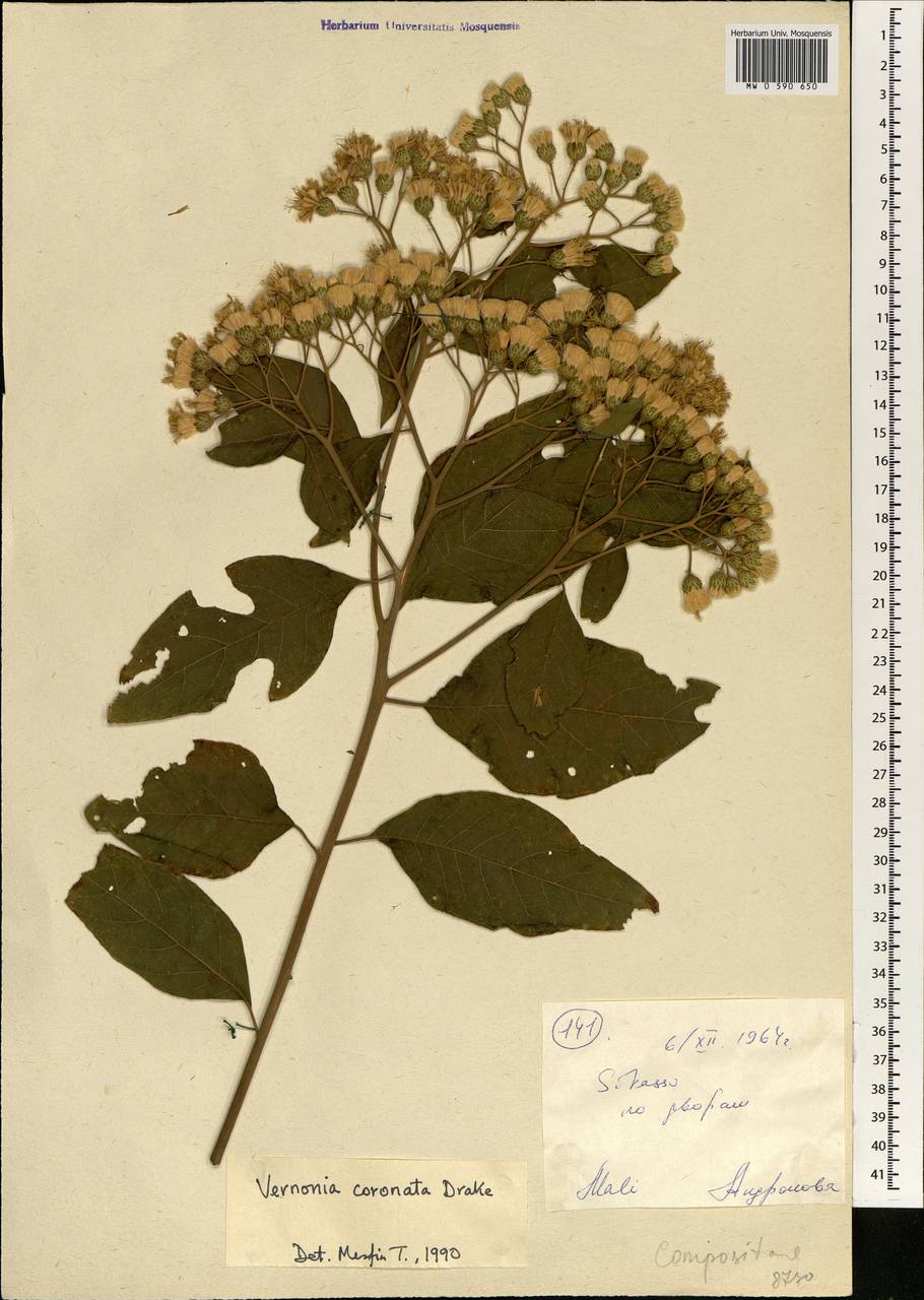 Vernonia coronata J. Kost., Африка (AFR) (Мали)