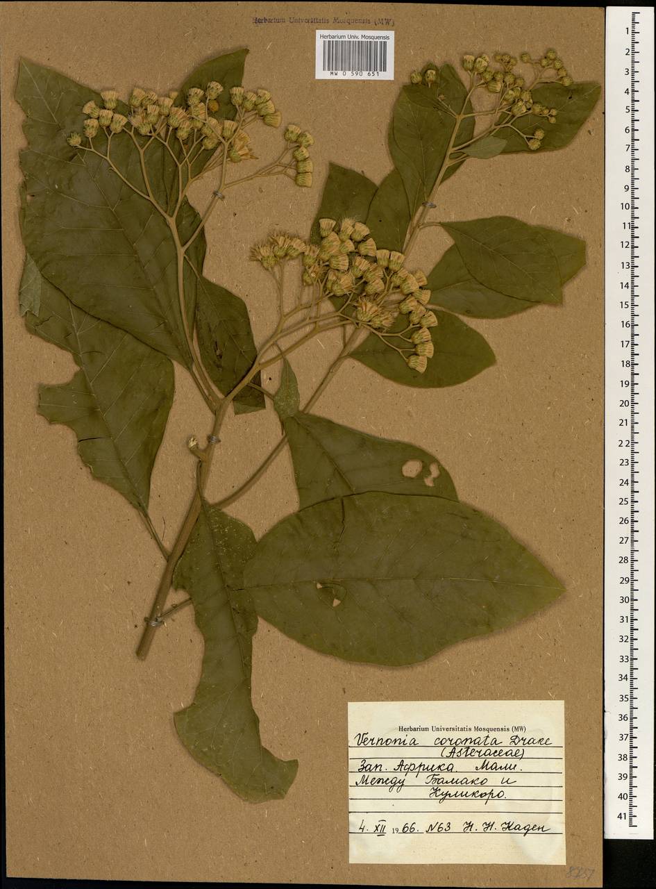 Vernonia coronata J. Kost., Африка (AFR) (Мали)