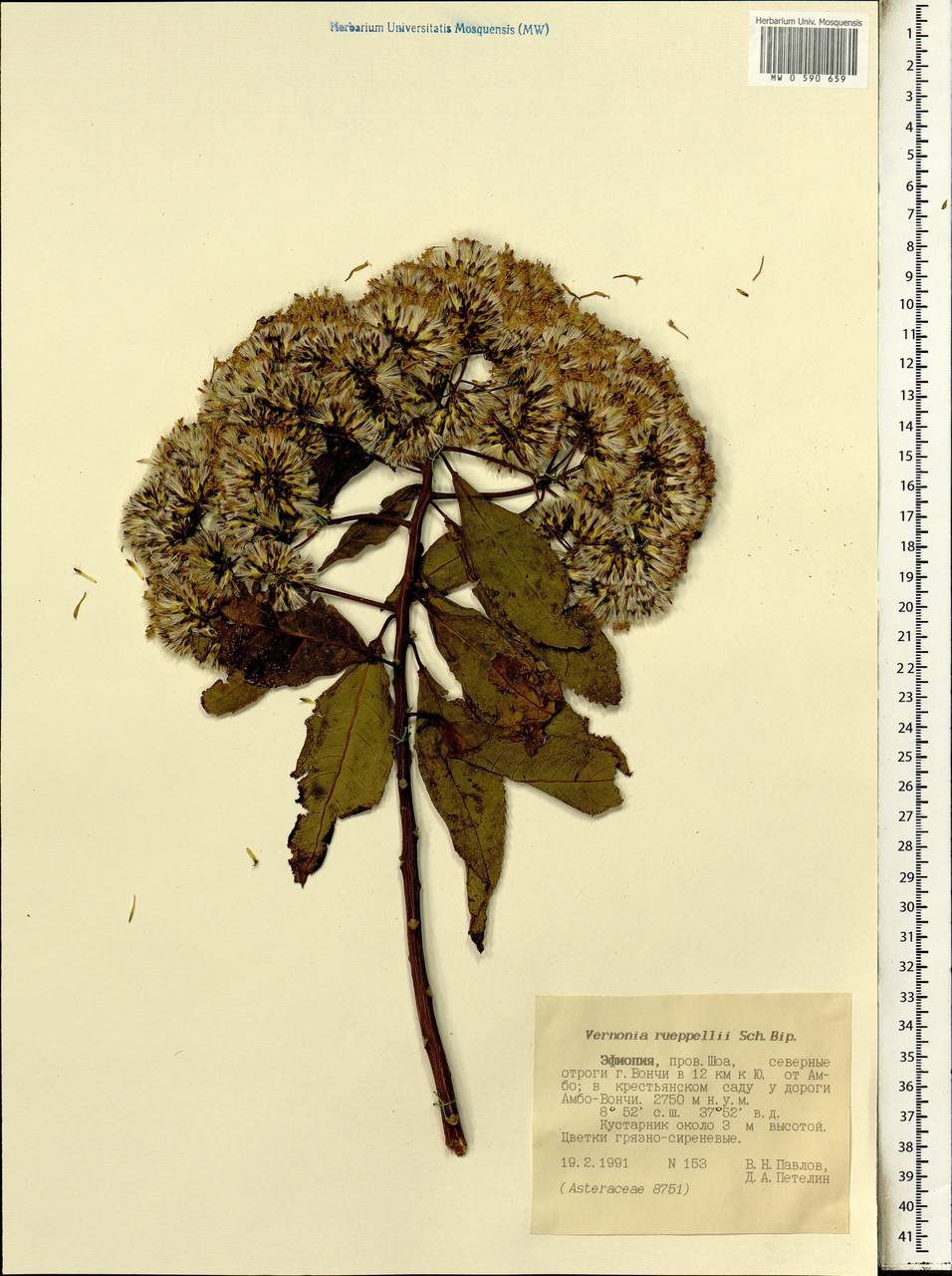 Gymnanthemum rueppellii (Sch. Bip. ex Walp.) H. Rob., Африка (AFR) (Эфиопия)