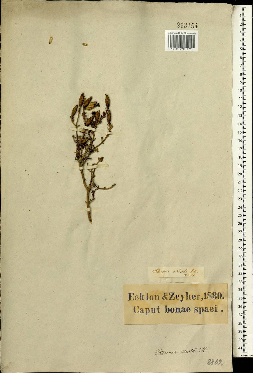 Pteronia ciliata Thunb., Африка (AFR) (ЮАР)