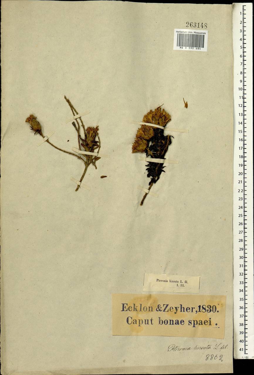Pteronia hirsuta L.f., Африка (AFR) (ЮАР)