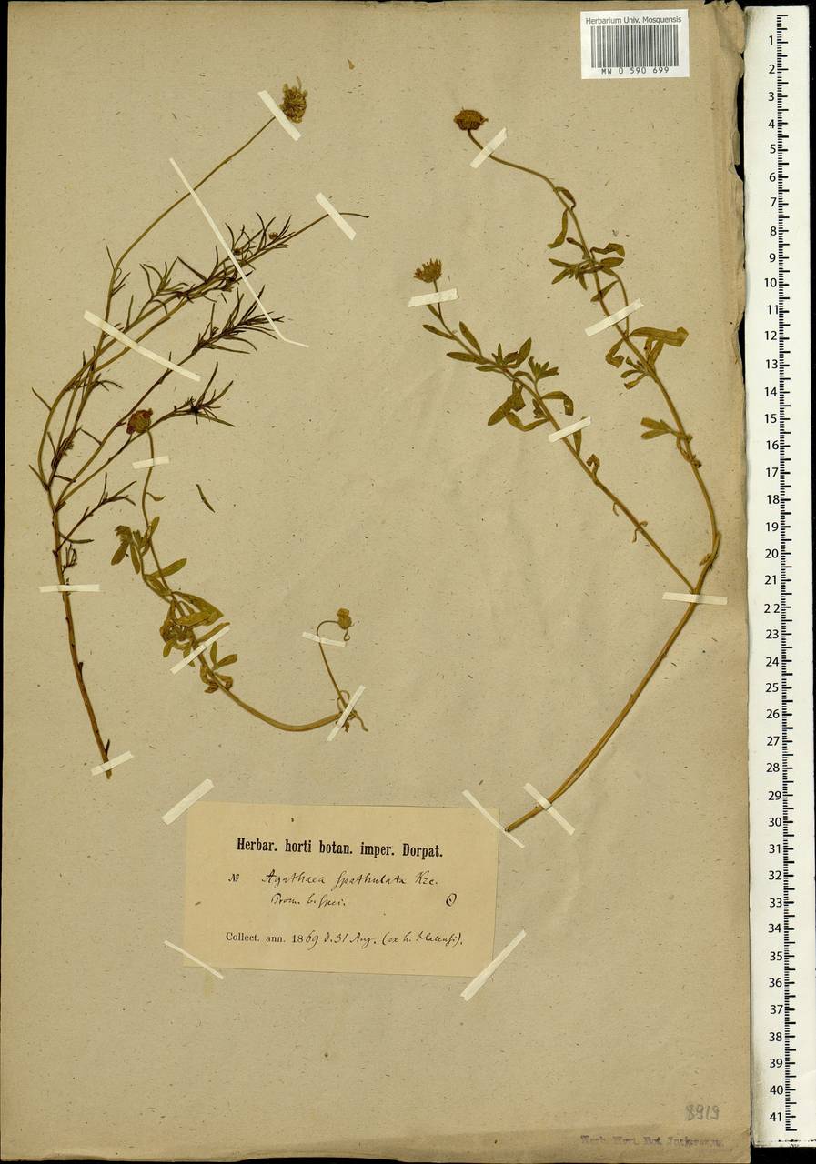 Amellus alternifolius subsp. alternifolius, Африка (AFR) (ЮАР)