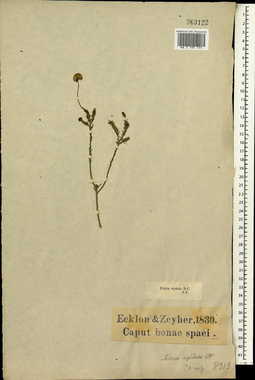 Chrysocoma rigidula (DC.) Ehr.Bayer, Африка (AFR) (ЮАР)
