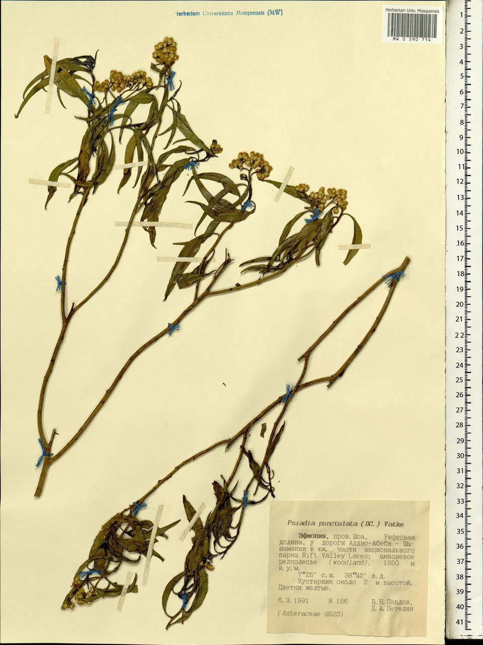 Psiadia punctulata (DC.) Vatke, Африка (AFR) (Эфиопия)
