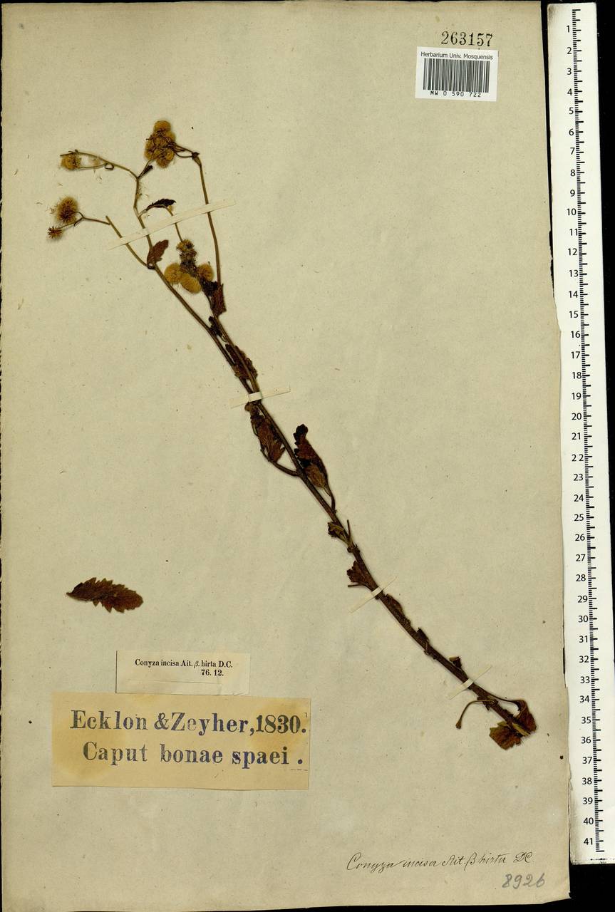 Eschenbachia ulmifolia (Burm. fil.) G. L. Nesom, Африка (AFR) (ЮАР)