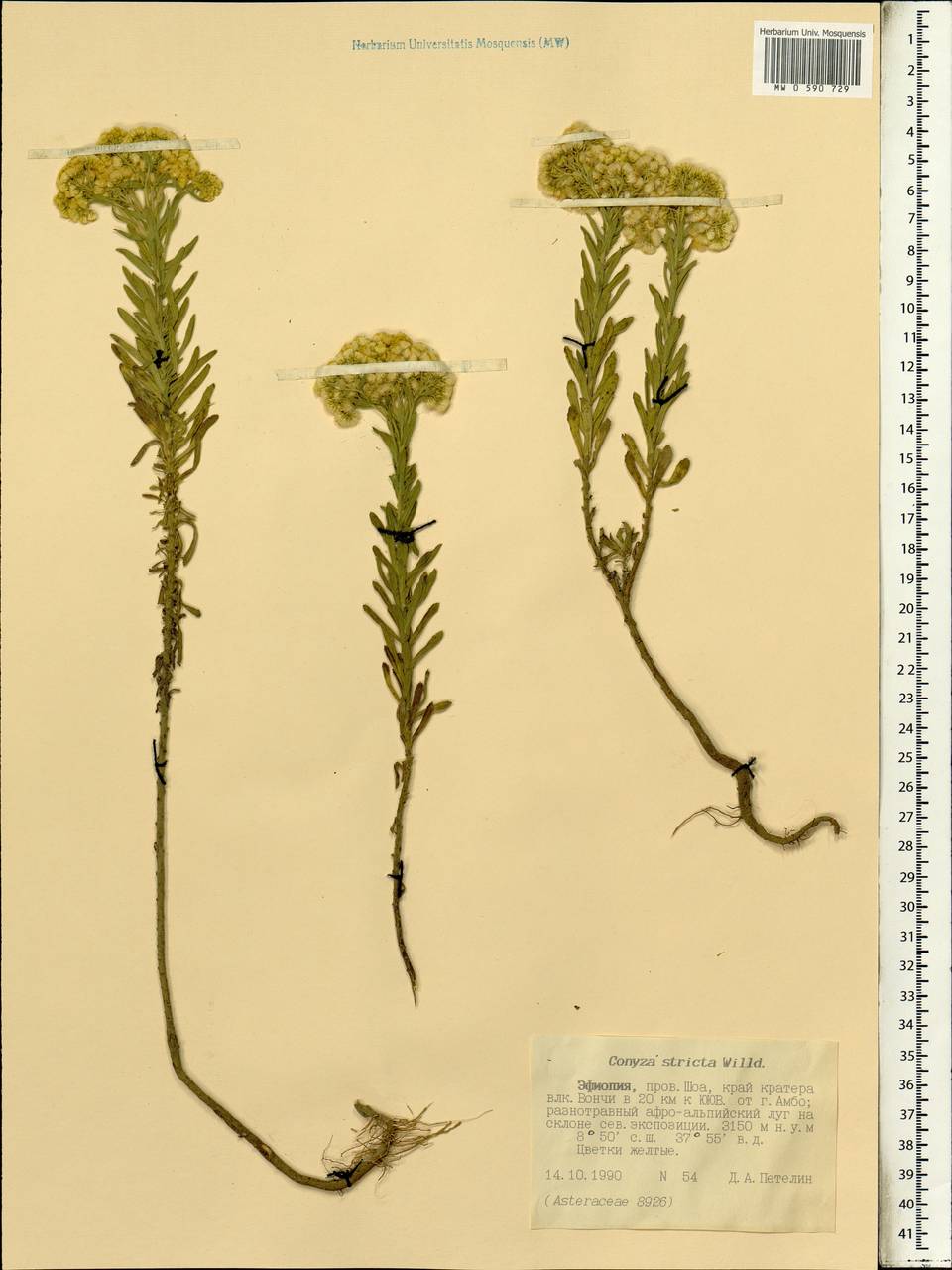 Conyza stricta Willd., Африка (AFR) (Эфиопия)