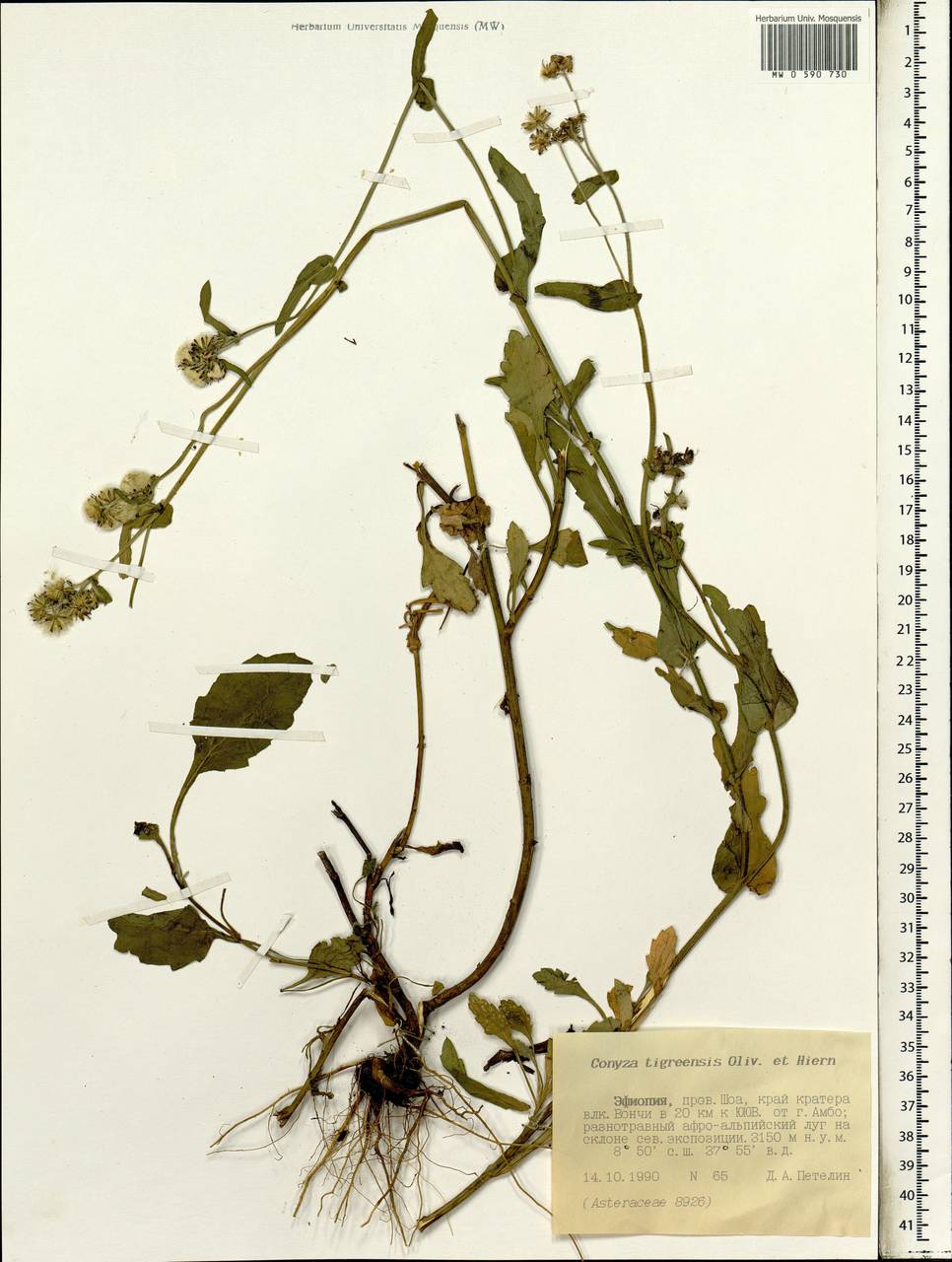Eschenbachia tigrensis (Oliv. & Hiern) G. L. Nesom, Африка (AFR) (Эфиопия)