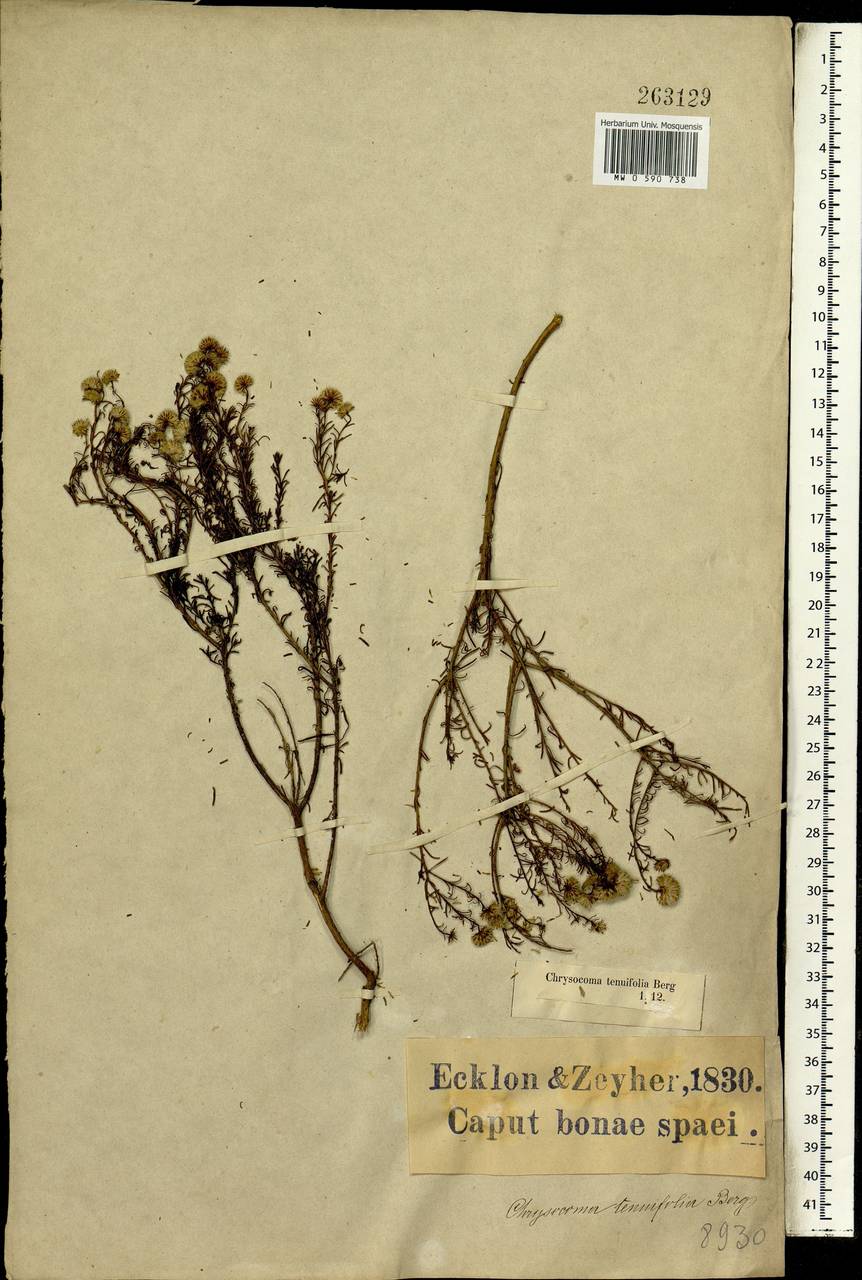 Chrysocoma ciliata L., Африка (AFR) (ЮАР)
