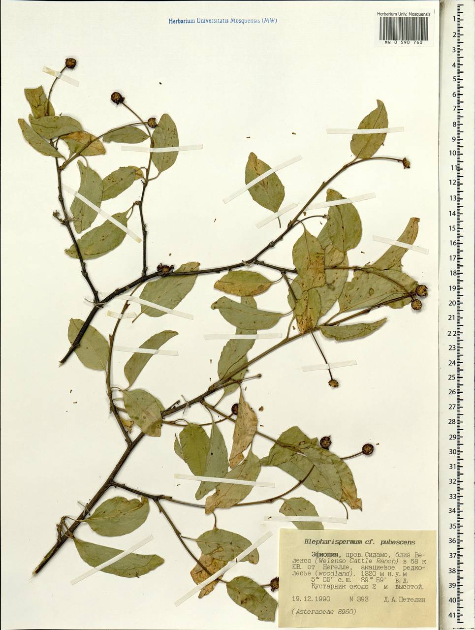 Blepharispermum pubescens S.Moore, Африка (AFR) (Эфиопия)