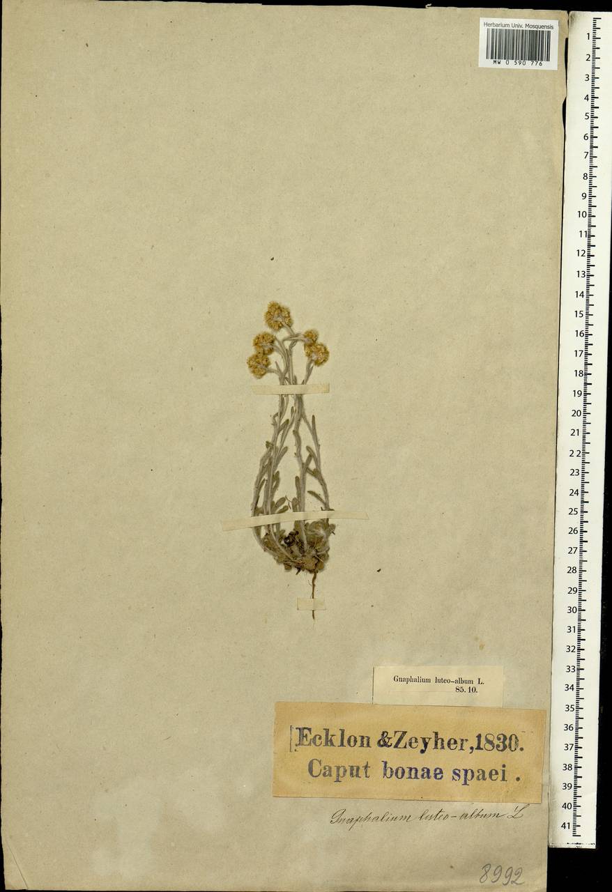 Сушеница желто-белая (L.) Tzvelev, Африка (AFR) (ЮАР)