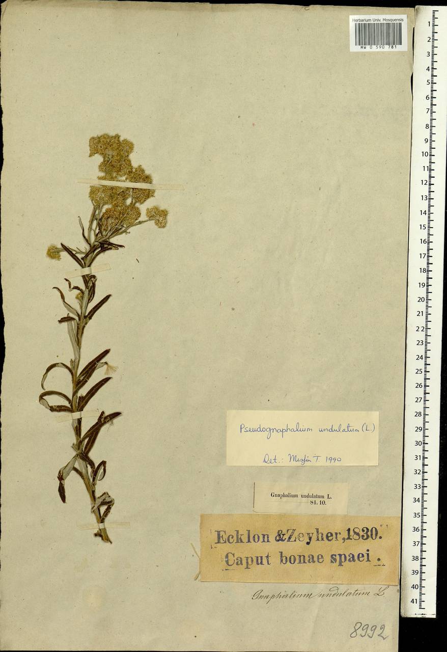 Pseudognaphalium undulatum (L.) Hilliard & B. L. Burtt, Африка (AFR) (ЮАР)