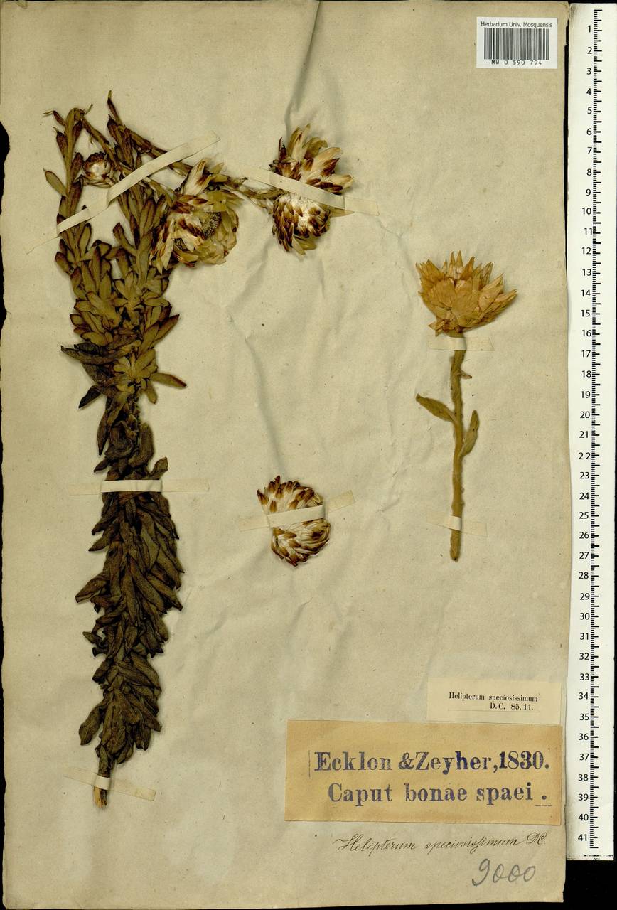 Helipterum speciosissimum (L.) DC., Африка (AFR) (ЮАР)
