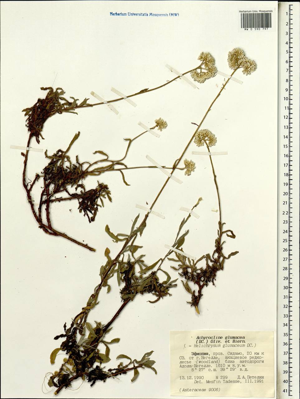 Helichrysum glumaceum DC., Африка (AFR) (Эфиопия)