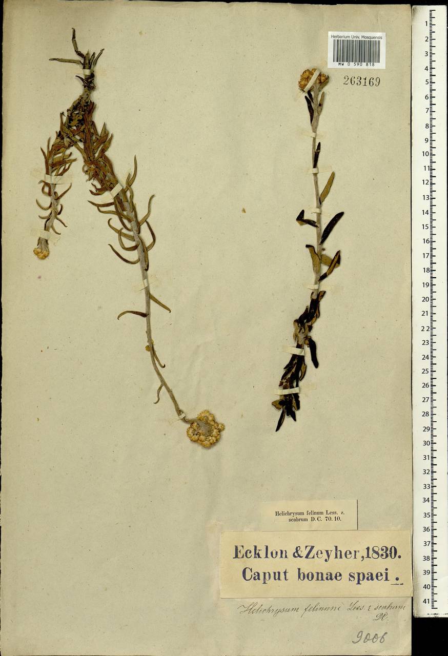 Helichrysum felinum (Thunb.) Less., Африка (AFR) (ЮАР)