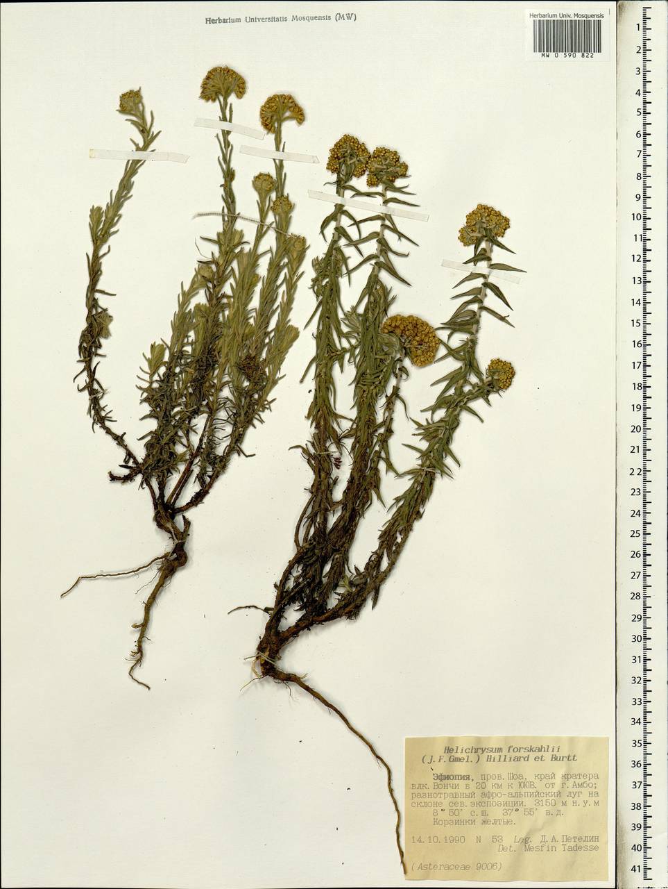 Helichrysum forskahlii (J. F. Gmel.) Hilliard & Burtt, Африка (AFR) (Эфиопия)