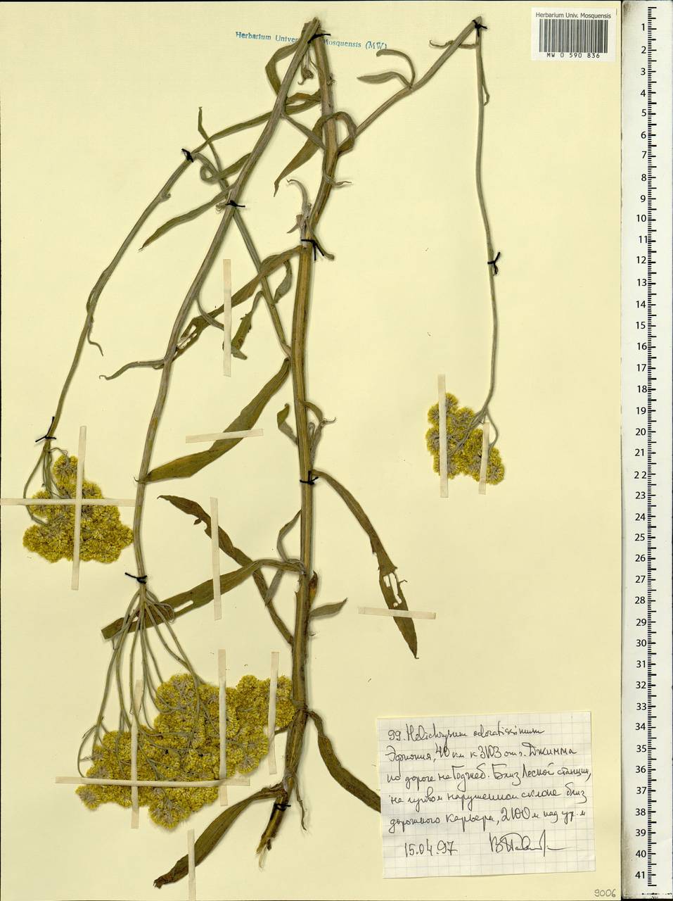 Helichrysum odoratissimum (L.) Sw., Африка (AFR) (Эфиопия)