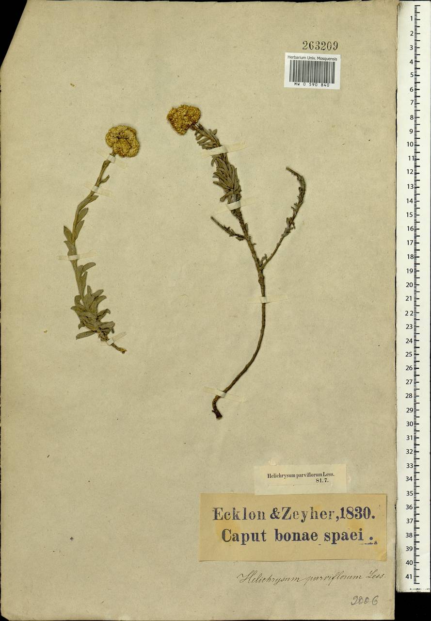 Helichrysum rutilans (L.) D. Don, Африка (AFR) (ЮАР)