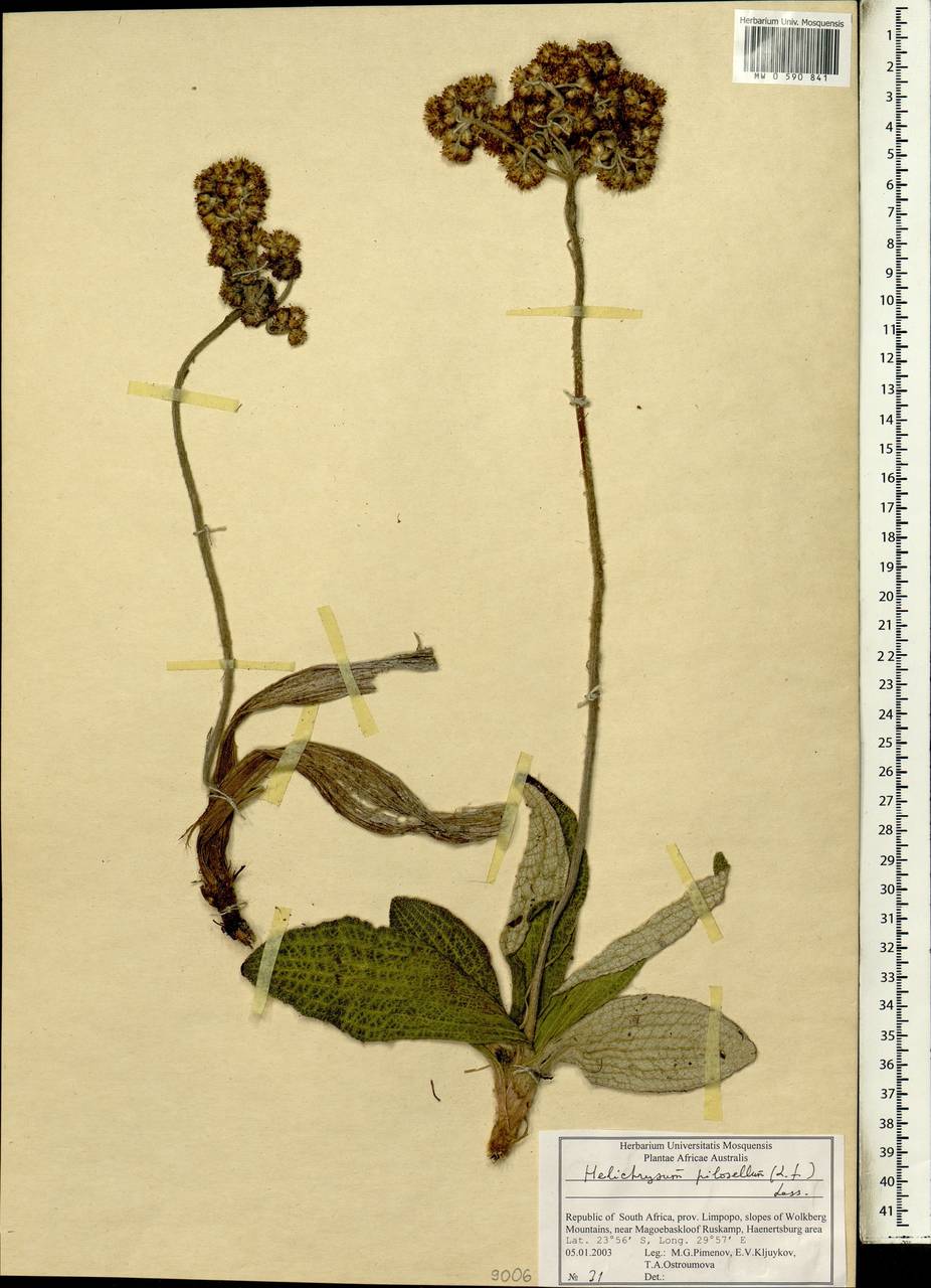 Helichrysum nudifolium var. pilosellum (L. fil.) Beentje, Африка (AFR) (ЮАР)