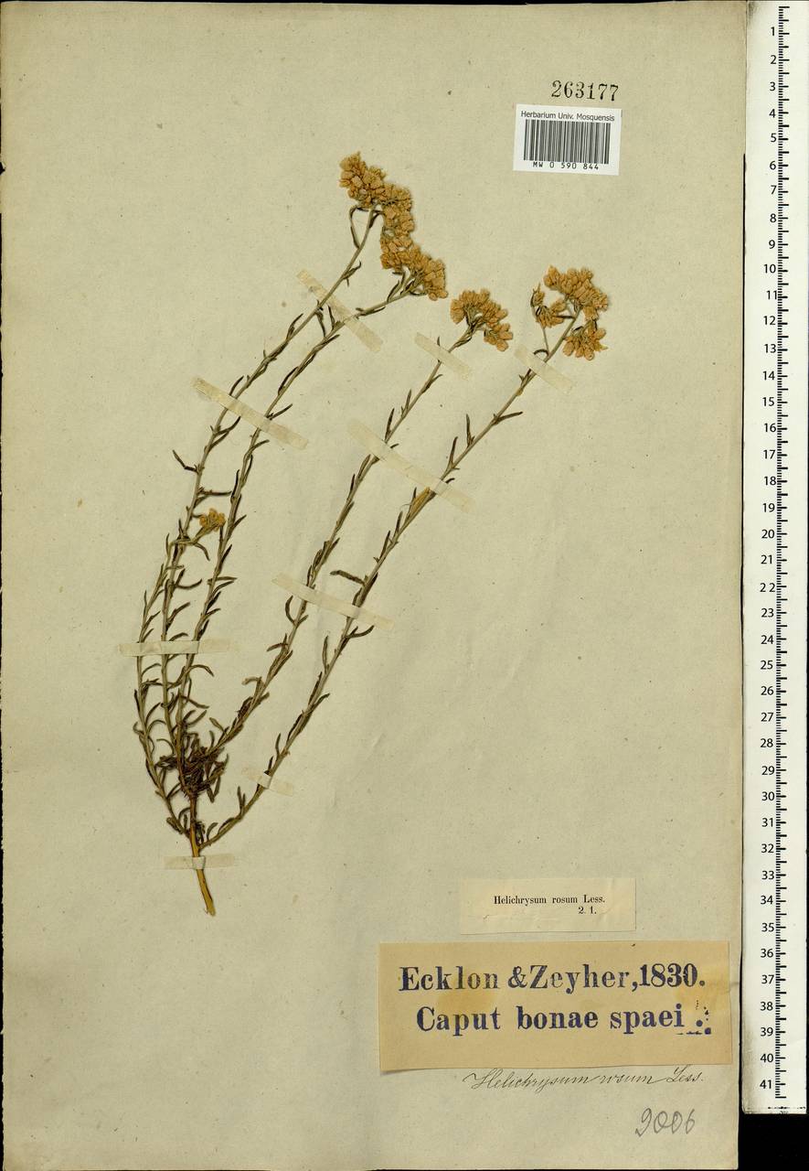 Helichrysum rosum (P. J. Bergius) Less., Африка (AFR) (ЮАР)
