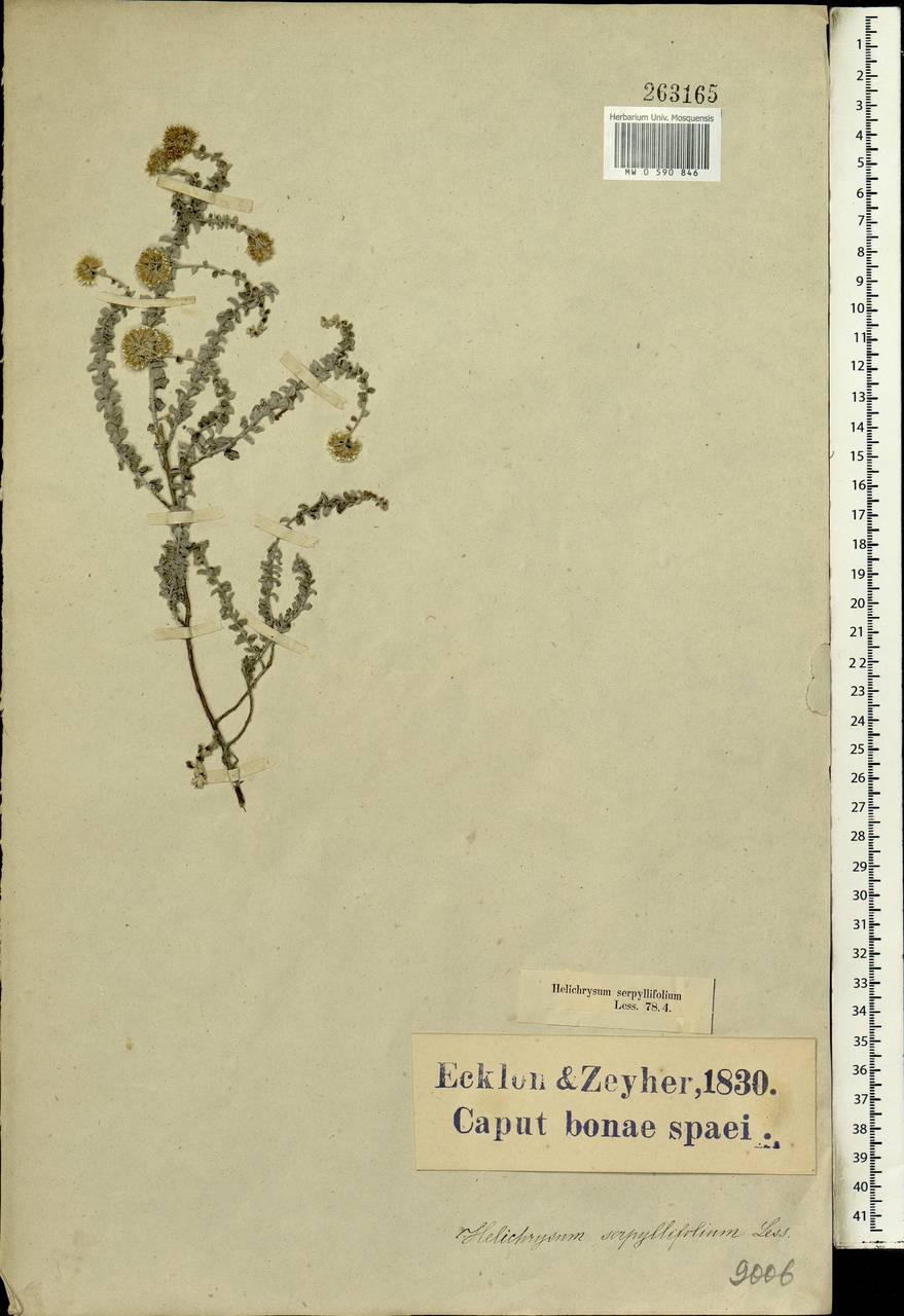 Plecostachys serpyllifolia (P.J.Bergius) Hilliard & B.L.Burtt, Африка (AFR) (ЮАР)