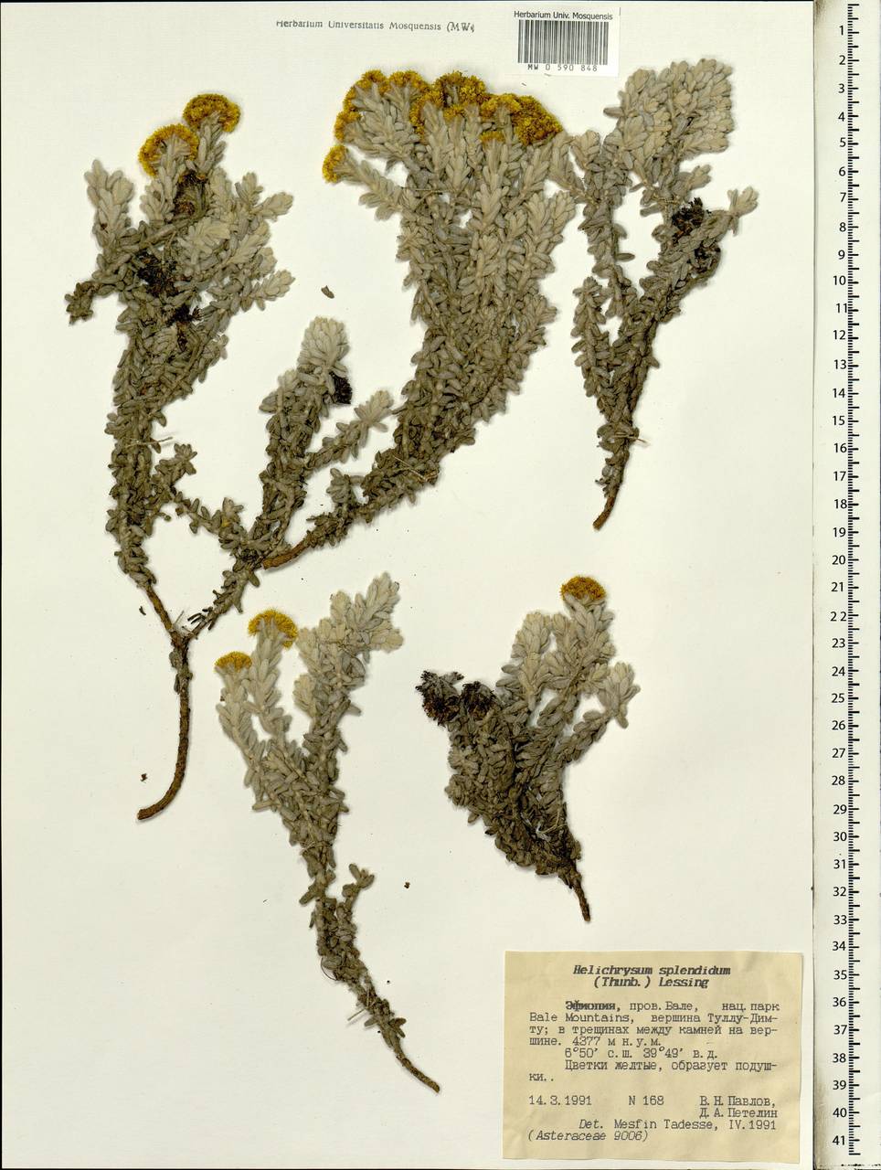 Helichrysum splendidum (Thunb.) Less., Африка (AFR) (Эфиопия)
