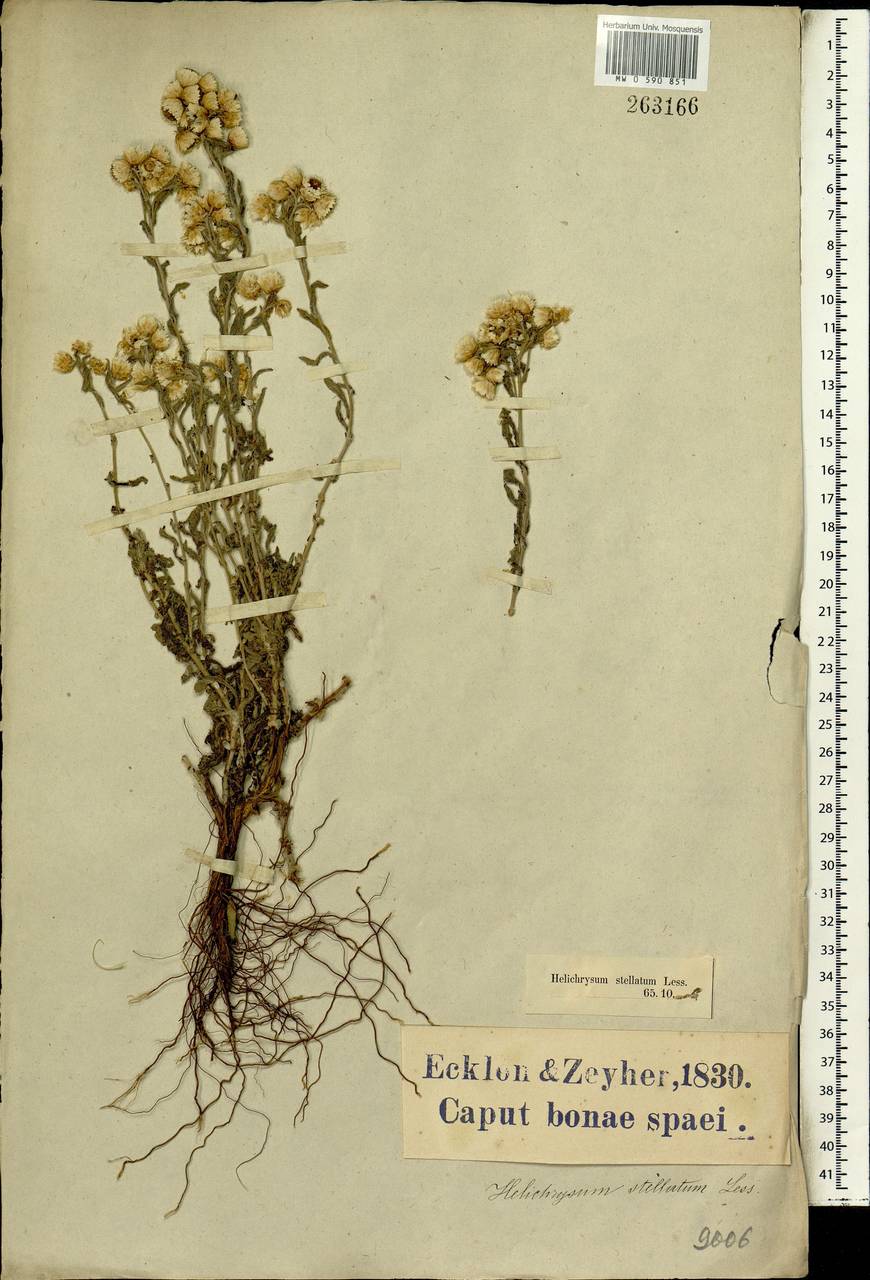 Helichrysum stellatum (L.) Less., Африка (AFR) (ЮАР)