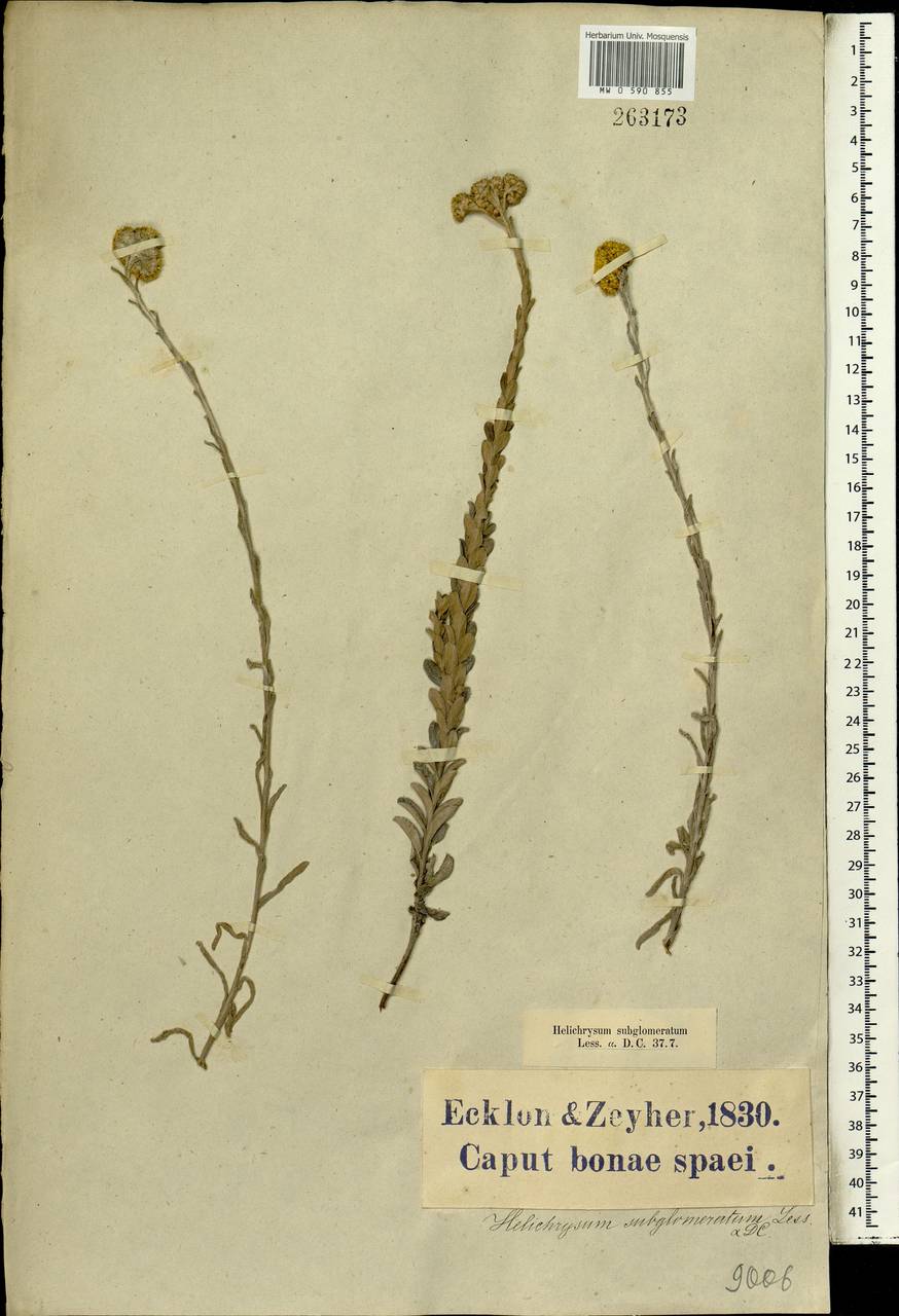 Helichrysum subglomeratum Less., Африка (AFR) (ЮАР)