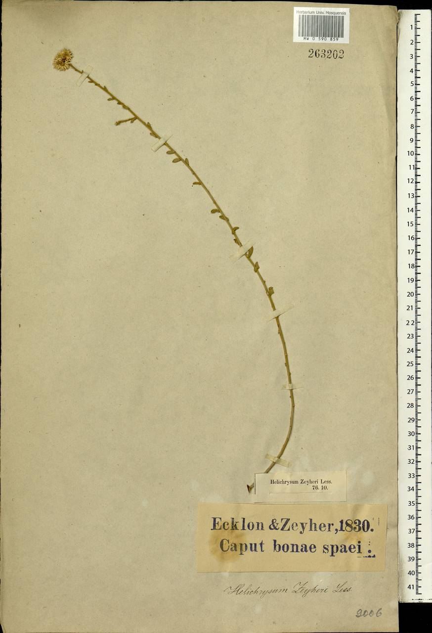 Helichrysum zeyheri Less., Африка (AFR) (ЮАР)