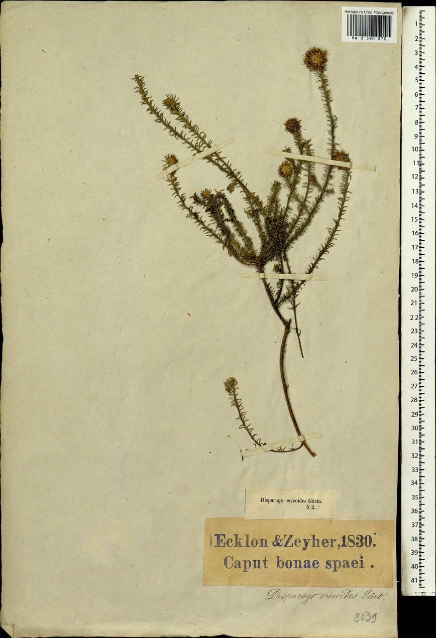 Disparago ericoides (P.J.Bergius) Gaertn., Африка (AFR) (ЮАР)