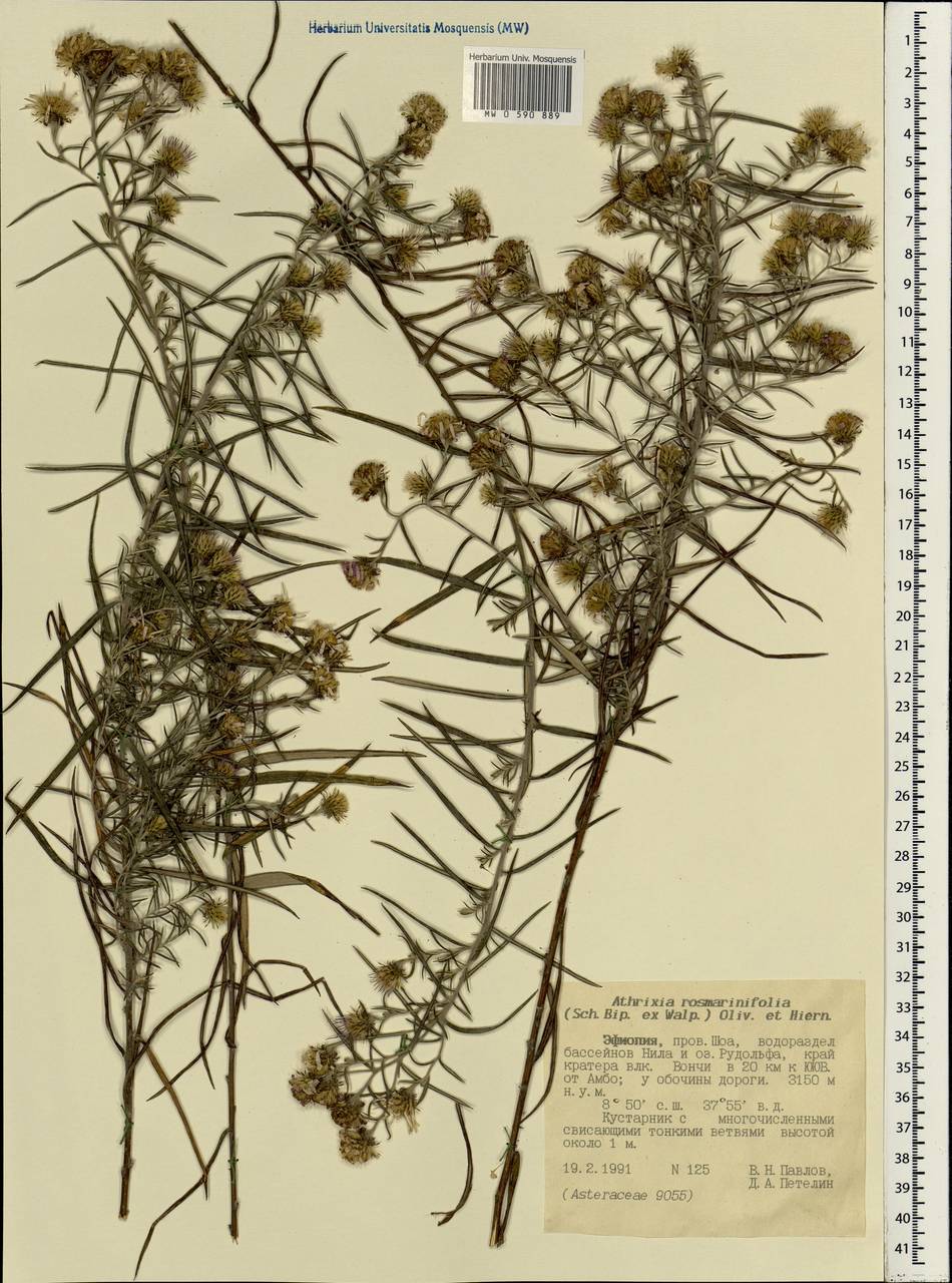 Athrixia rosmarinifolia (Sch.Bip. ex Walp.) Oliv. & Hiern, Африка (AFR) (Эфиопия)
