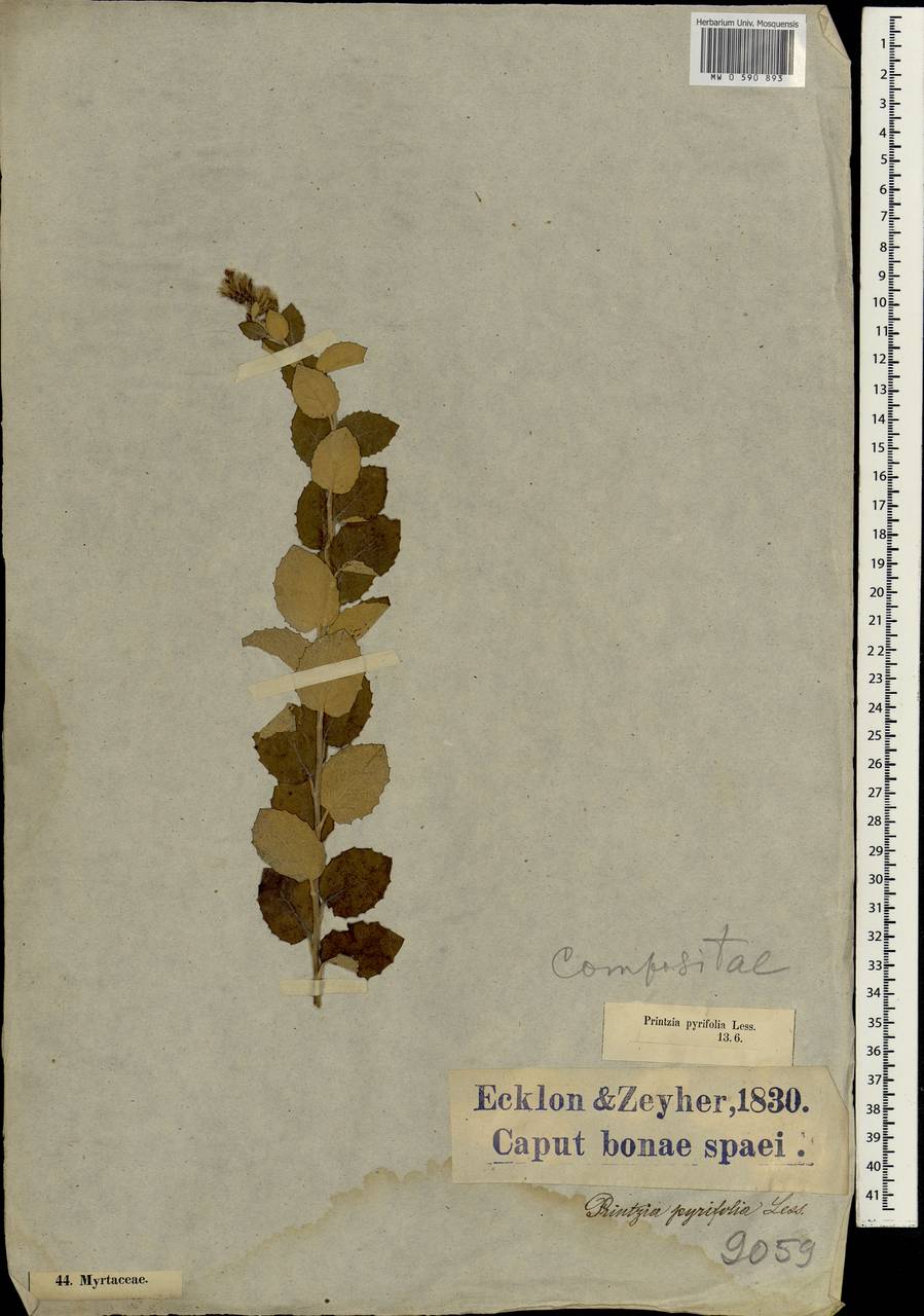Printzia pyrifolia Less., Африка (AFR) (ЮАР)