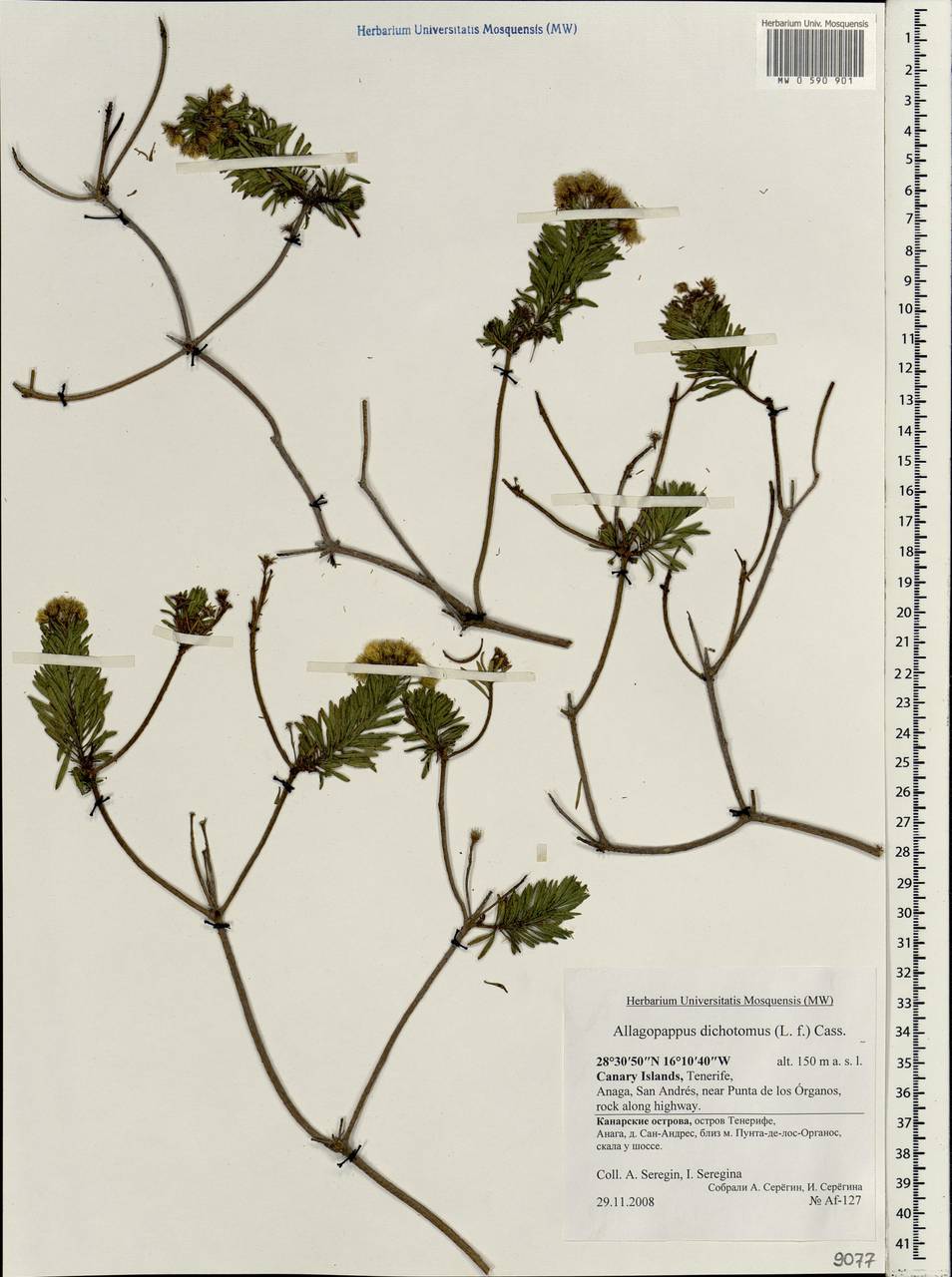 Allagopappus canariensis (Willd.) Greuter, Африка (AFR) (Испания)