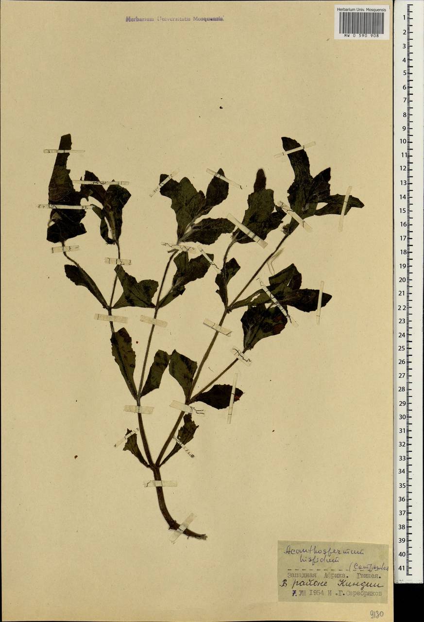 Acanthospermum hispidum DC., Африка (AFR) (Гвинея)