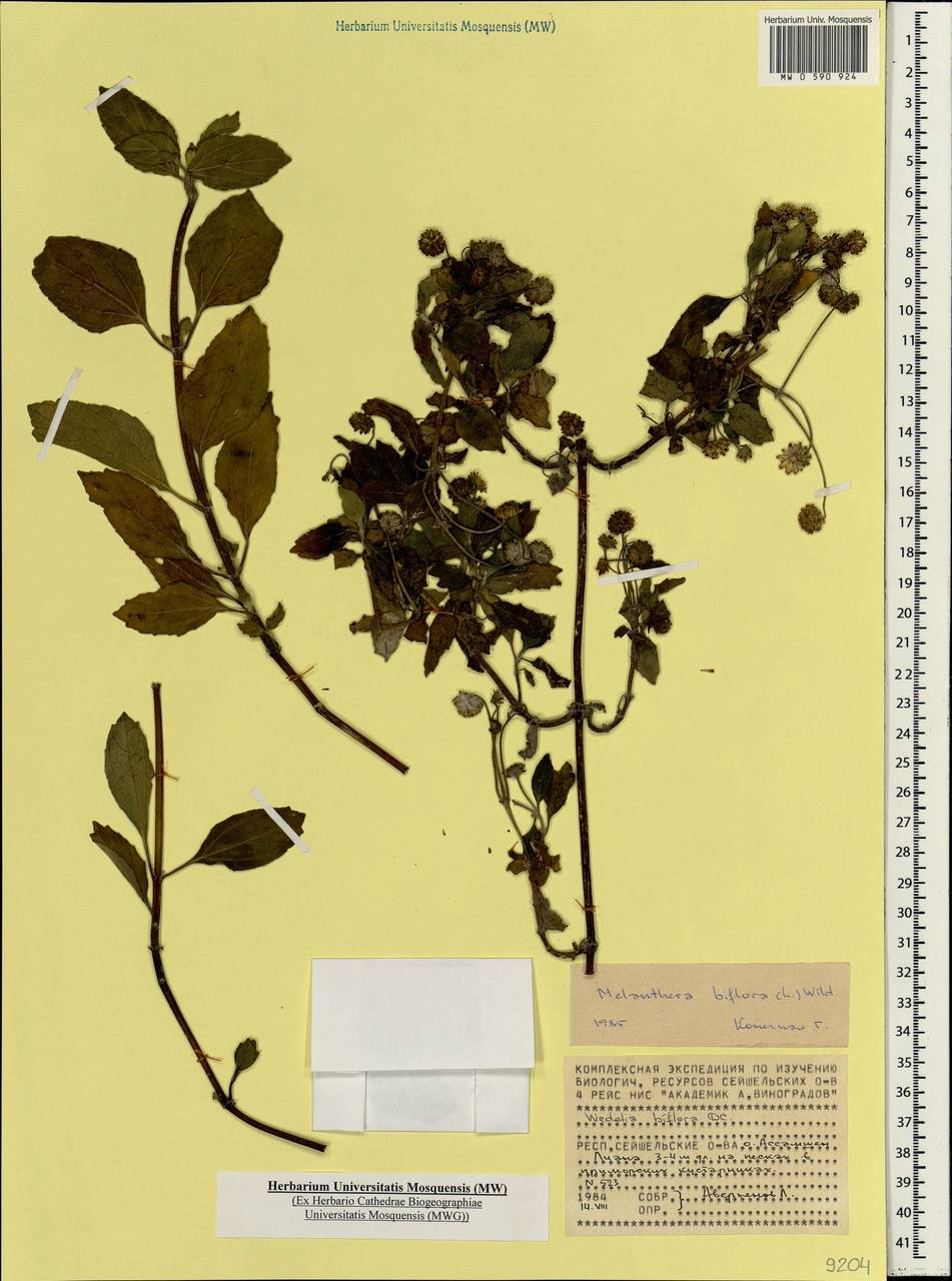 Wollastonia biflora (L.) DC., Африка (AFR) (Сейшельские острова)