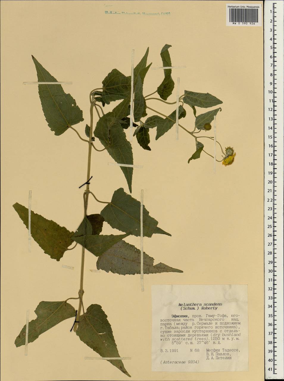 Melanthera scandens (Schumach. & Thonn.) Roberty, Африка (AFR) (Эфиопия)