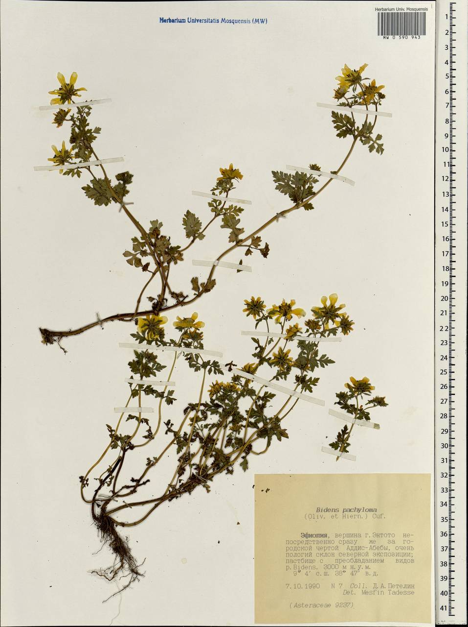 Bidens pachyloma (Oliv. & Hiern) Cufod., Африка (AFR) (Эфиопия)