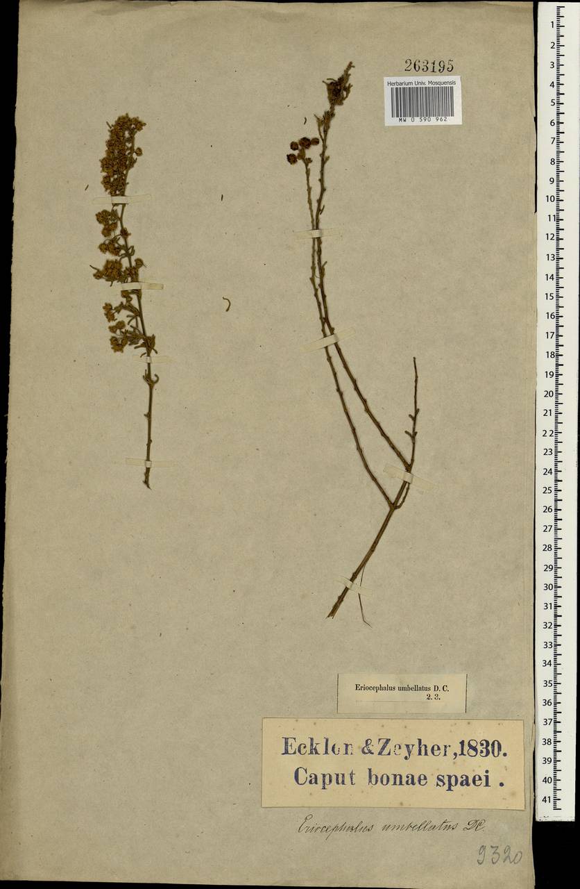 Eriocephalus umbellatus auct., Африка (AFR) (ЮАР)