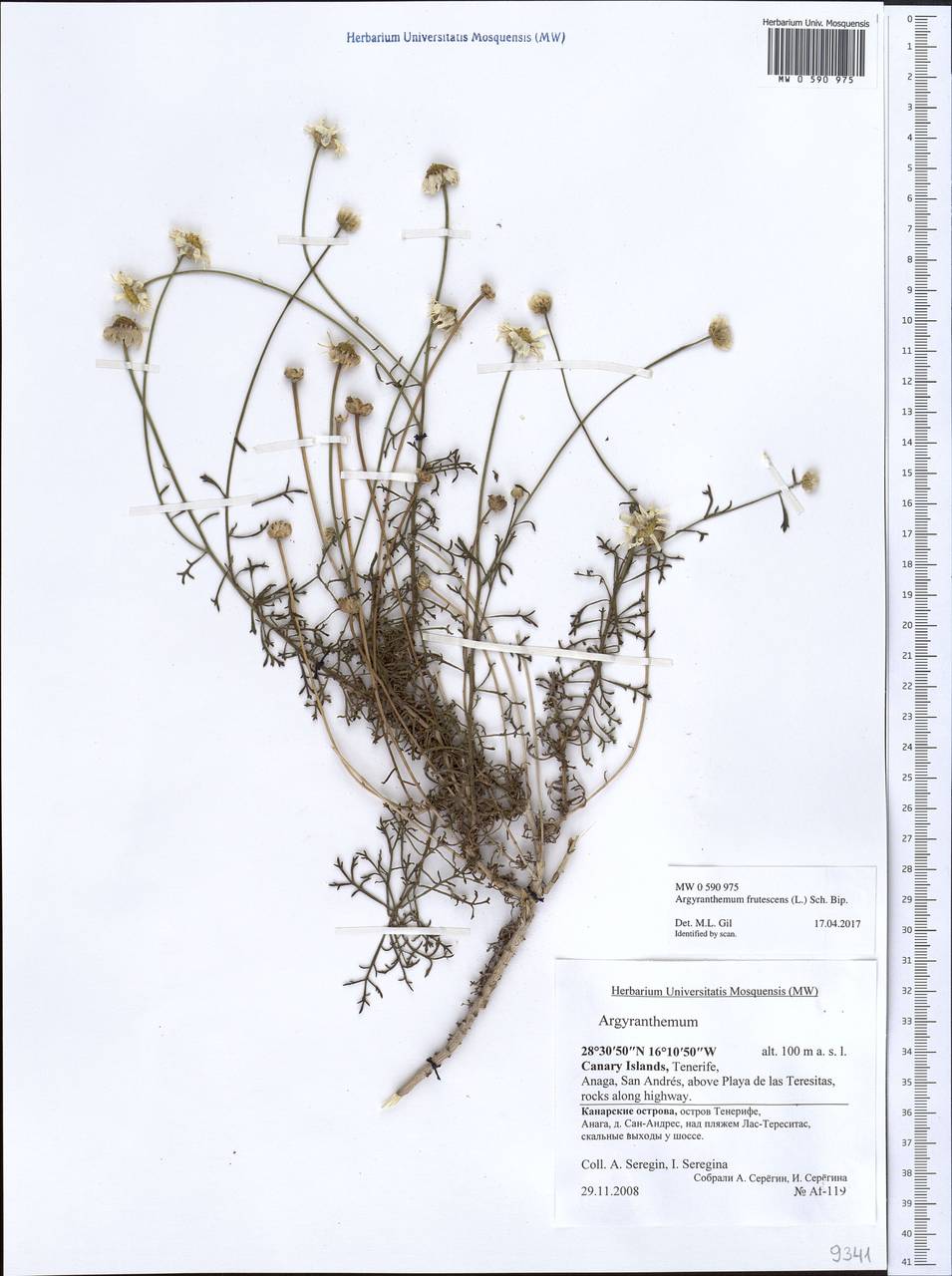 Argyranthemum frutescens (L.) Sch. Bip., Африка (AFR) (Испания)