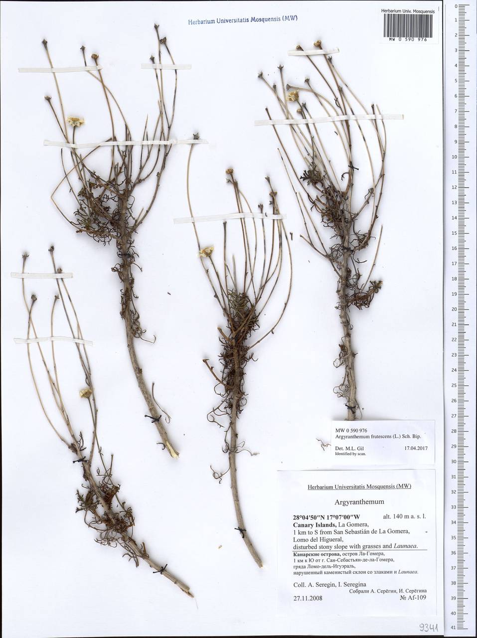 Argyranthemum frutescens (L.) Sch. Bip., Африка (AFR) (Испания)
