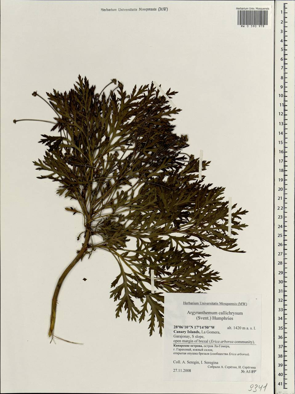 Argyranthemum callichrysum (Svent.) Humphries, Африка (AFR) (Испания)
