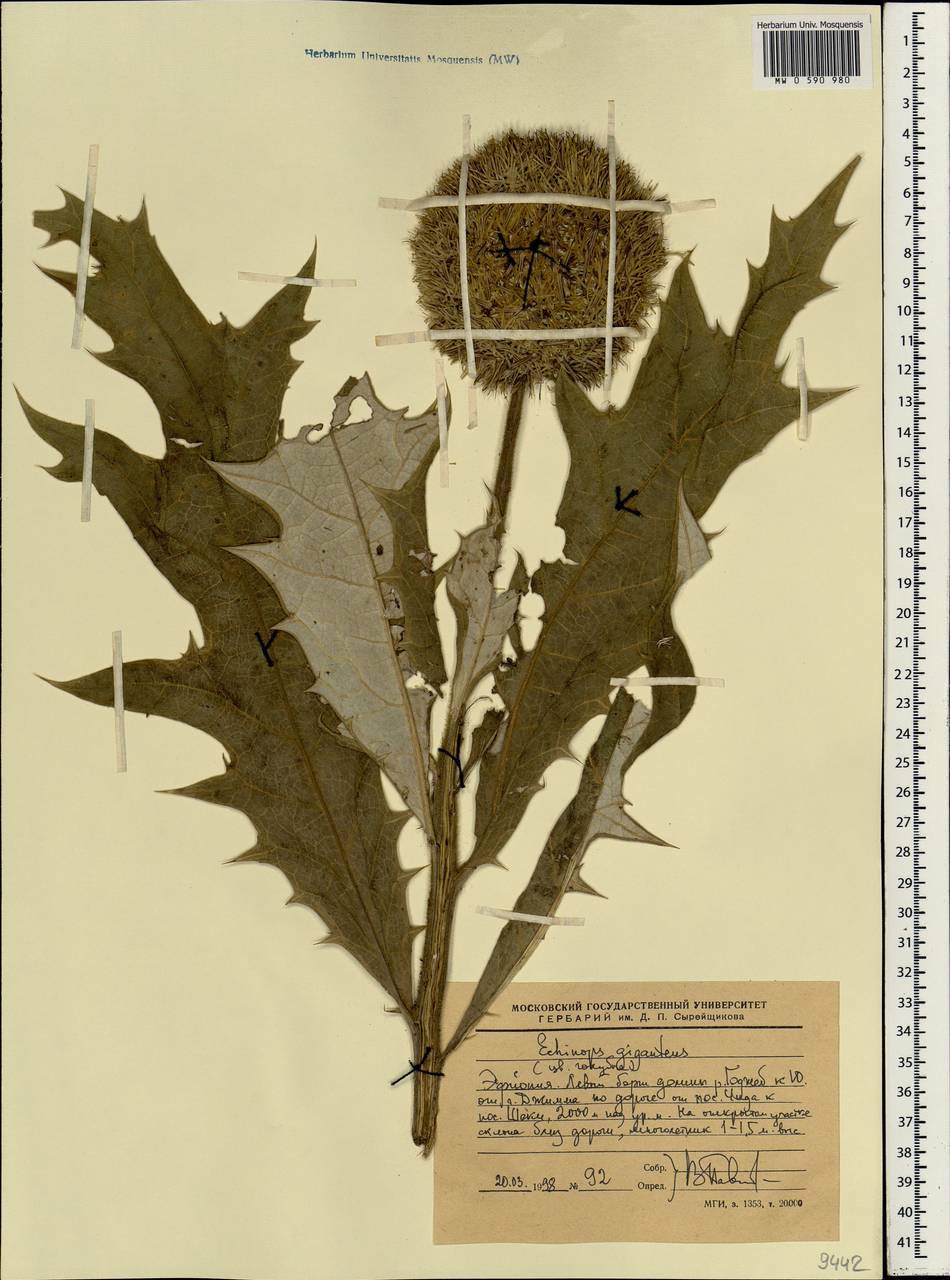 Echinops giganteus A. Rich., Африка (AFR) (Эфиопия)