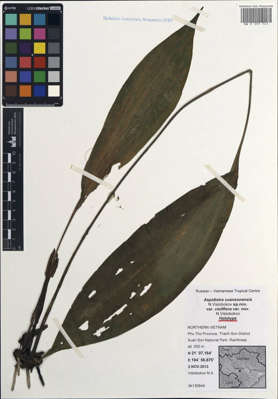 Аспидистра, Зарубежная Азия (ASIA) (Вьетнам)