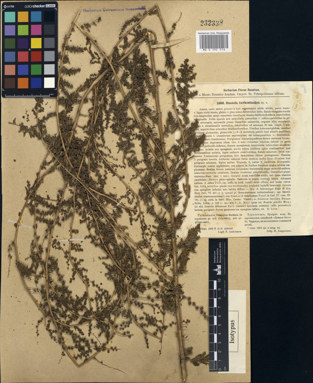 Suaeda turkestanica Litv., Средняя Азия и Казахстан, Каракумы (M6) (Туркмения)