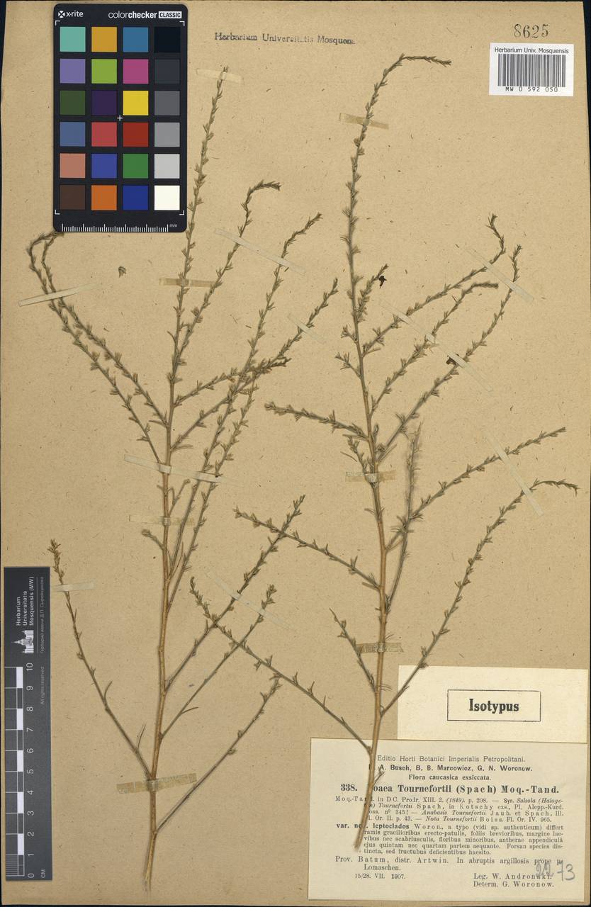 Noaea tournefortii (Spach) Moq., Зарубежная Азия (ASIA) (Турция)