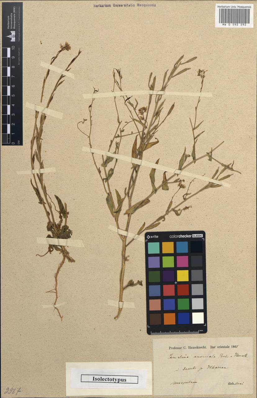 Camelina anomala Boiss. & Hausskn., Зарубежная Азия (ASIA) (Турция)