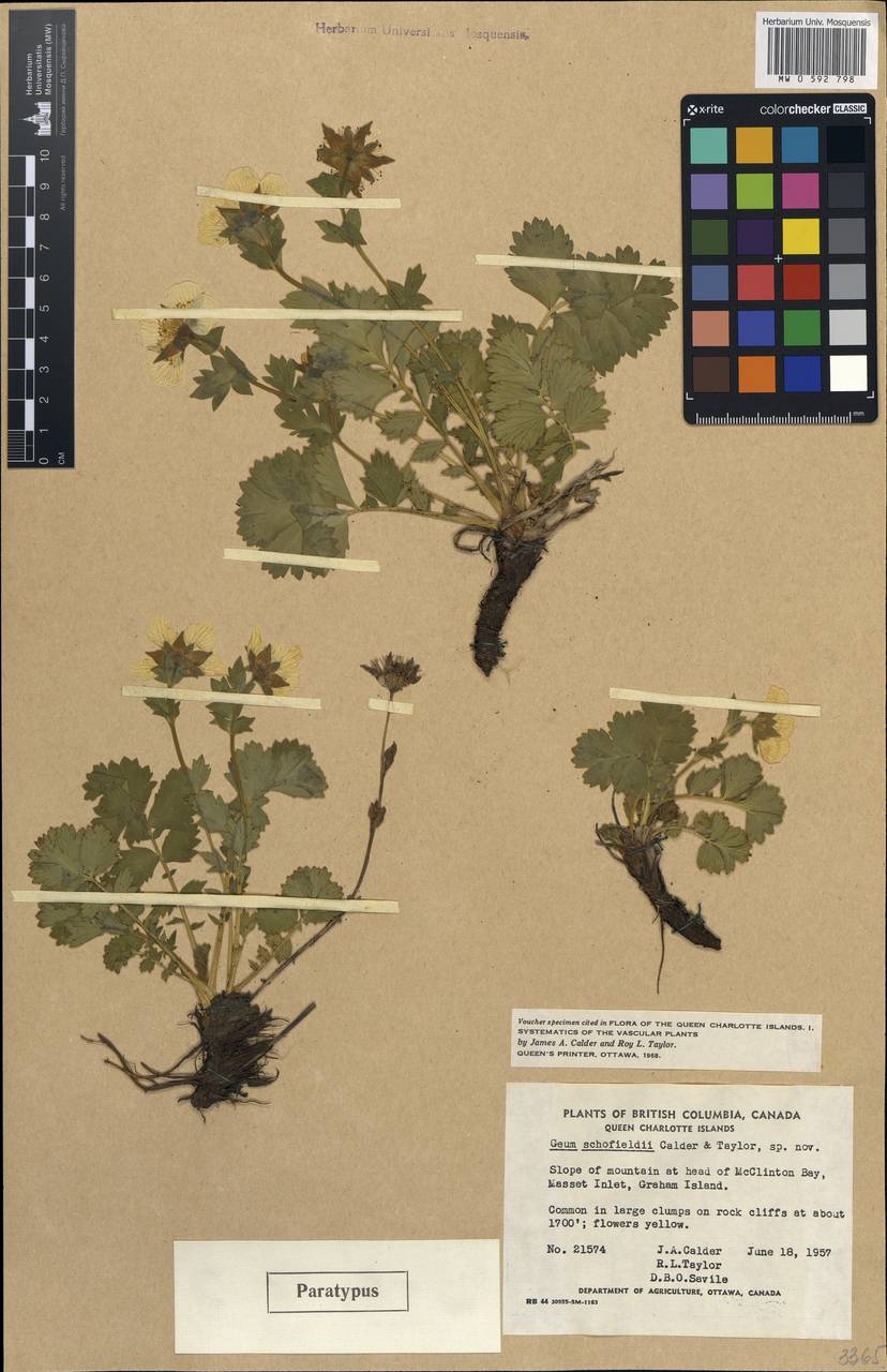 Geum ×macranthum (Kearney ex Rydb.) B. Boivin, Америка (AMER) (Канада)