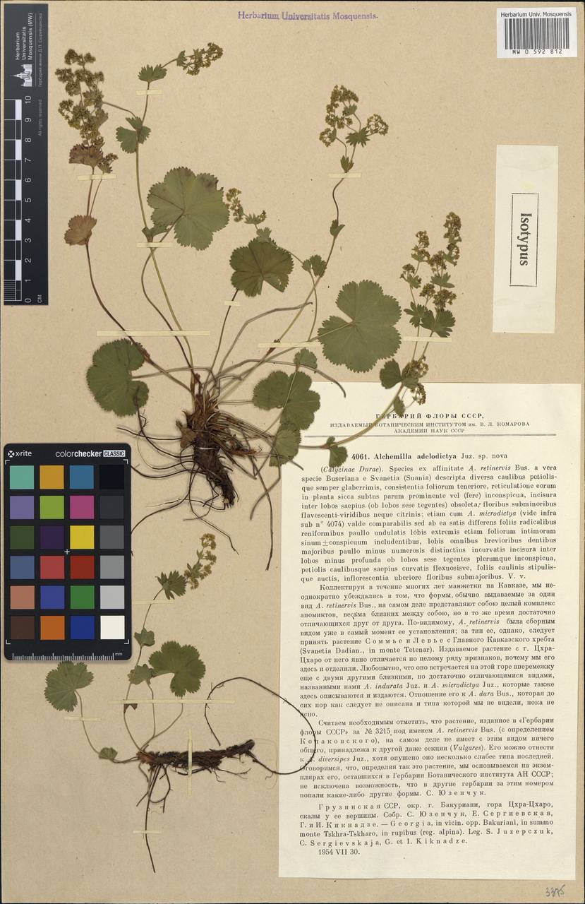 Alchemilla adelodictya Juz., Кавказ, Грузия (K4) (Грузия)